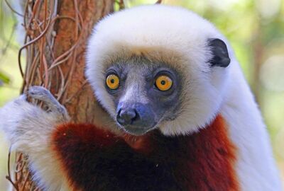 Madagaskar Mauritius Turu THY İle 11 Gün