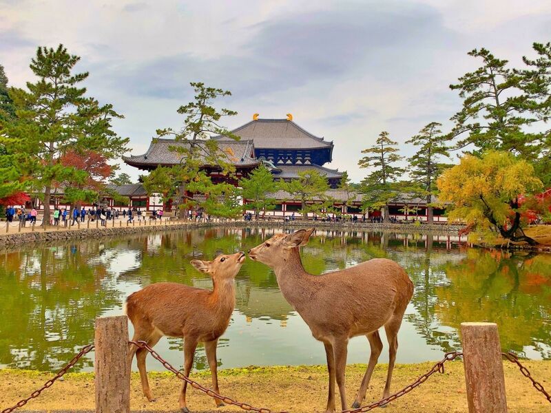 Japonya Kore Turu THY NRT İle 11 Gece 12 Gün - 2025