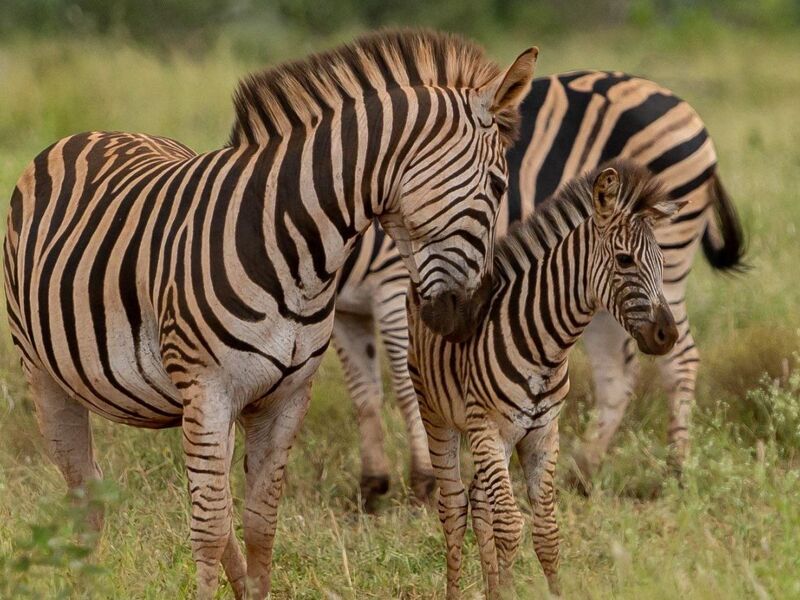 Dolu Dolu Güney Afrika Safari Turu Rotası