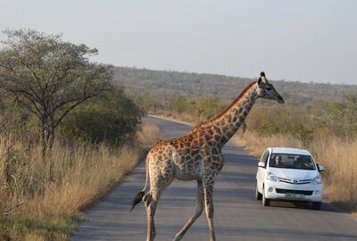 Dolu Dolu Güney Afrika Safari Turu Rotası